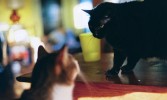 is_is_cats-8-sm