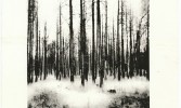 trees