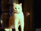 acro cats 11