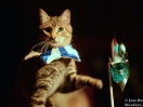 acro cats 12