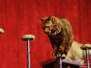 acro cats 13