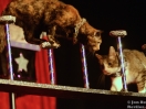 acro cats 14