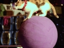 acro cats 16