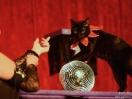 acro cats 18