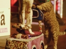 acro cats 23