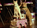 acro cats 24