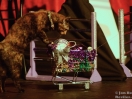 acro cats 25