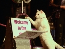 acro cats 28