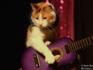 acro cats 3