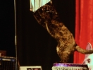 acro cats 6