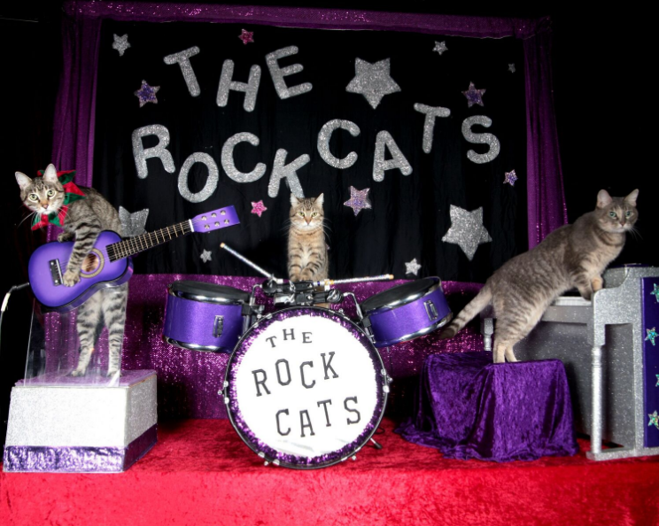 rock cats minneapolis