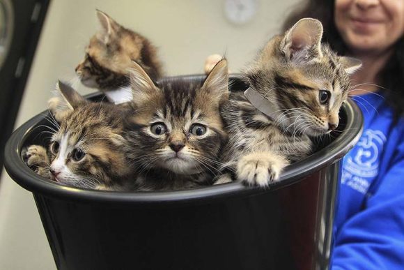 Kittens are presented in a bucket to Britain's Camilla, Duchess of Cornwall, during her visit to open the new cattery at the 150 year old Battersea Dogs and Cats Home in London October 27, 2010. REUTERS/Chris Jackson/pool (BRITAIN - Tags: ANIMALS SOCIETY ROYALS)