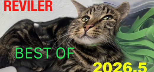 Best Of 2026.5 (Adam) 3